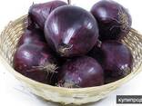 Лук репчатый фиолетовый 2025г. - фото 3