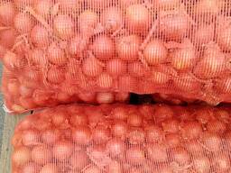 Лук репчатый (