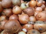 Лук репчатый  (Опт) - фото 4