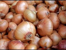Лук репчатый свежий 2025 года