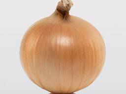 Лук севок Геркулес