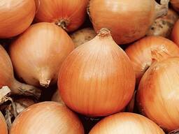Лук сорт "Алонсо"