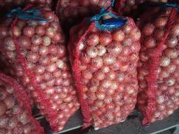 Лук средний