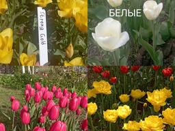 Луковицы сортовых тюльпанов для озеленения клумб