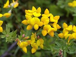 Лядвенец рогатый