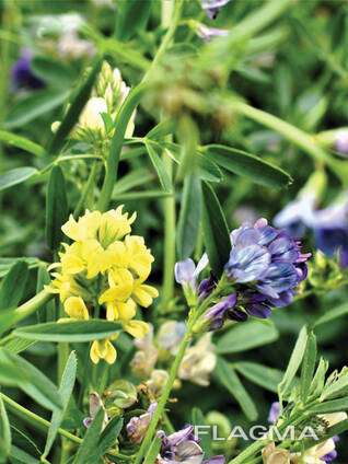 Сено из люцерны. Продам люцерна. Продам люцерна. Люцерна манычская. Фото сырья , содержащегося россыпью в пачках.