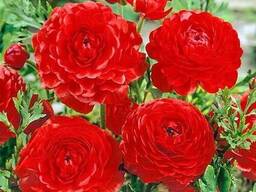 Лютик Red х10 шт р.5/6 (клубень) 12404