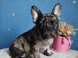 Мальчик французский бульдог.