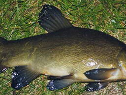 Малек, зарыбление