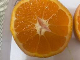 Мандарин из Грузии