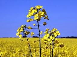 Масло рапсовое