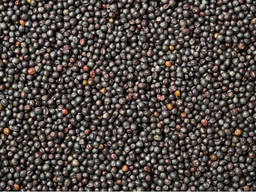 Маслосемена рапса