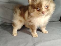 Мерле и шоколадный, щенки померанского шпица