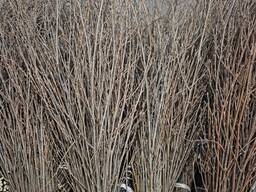 Метла хозяйственная ( Березовая )