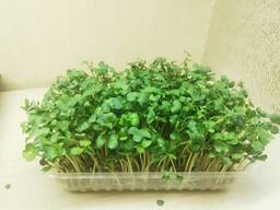 Микрозелень