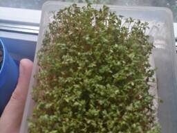 Микрозелень