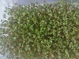 Микрозелень - фото 2