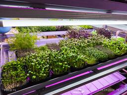 Микрозелень