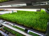 Микрозелень - фото 2