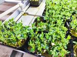 Микрозелень - фото 3