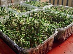 Микрозелень