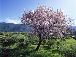 Миндаль сладкий (Prunus amygdalus, syn. Prunus dulcis) Саженец ЗКС