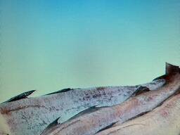 Минтай 25 мороженый