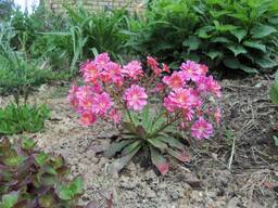 Многолетники цветы сад