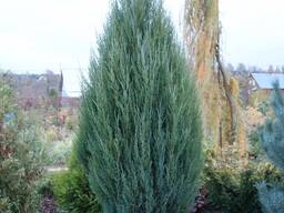 Можжевельник Блю Эрроу