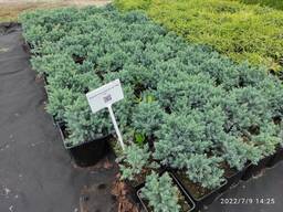 Можжевельник чешуйчатый "Blue Star", до 20 см, Р11 (1л)