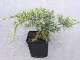 Можжевельник горизонтальный Глакер С3 40-60см