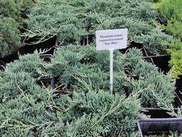 Можжевельник горизонтальный "Icee Blue", 21-30 см, Р13 (1,5л)