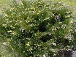 Можжевельник горизонтальный Андорра Варигата С5 30-50