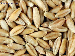 Мука тритикале, 45 кг