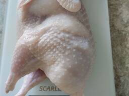 Мясо перепела