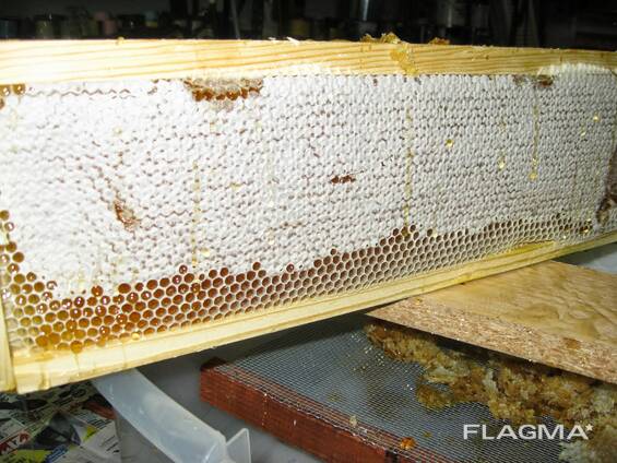 Мёд натуральный (2024 г. )