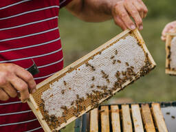 Мёд в сотах / сотовый мёд