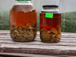 Настойка гриба Веселка