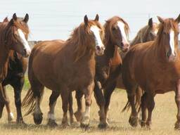 Навоз конский куриный