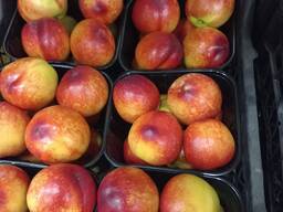 Нектарин экпорт из Турции