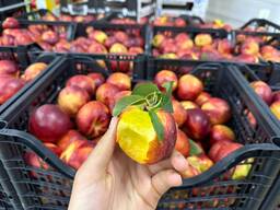 Нектарин Сербия