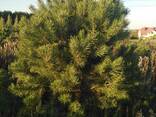 Новогоднее дерево. Сосна "Датская" - фото 3
