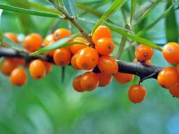 Облепиха свежая