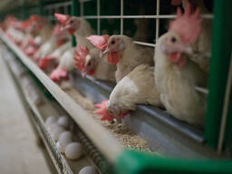 Оборудование / конвейер птицефабрика