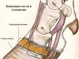 Обрезка и лечение копытец КРС.