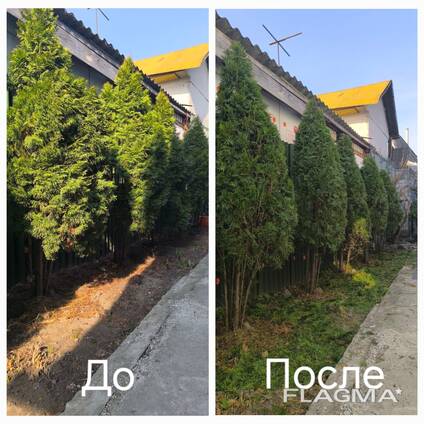 Обрезка и спил деревьев, формирование кроны
