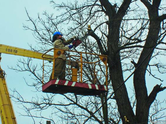 Обрезка, кронирование, удаление деревьев в Орше и Витебской области ...