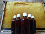 Огневка, настойка восковой моли, ПЖВП, ферментный концентрат восковой моли - фото 1
