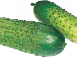 Огурец (грунтовой)