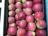 Оптовая продажа высококачественных польских яблок - фото 3